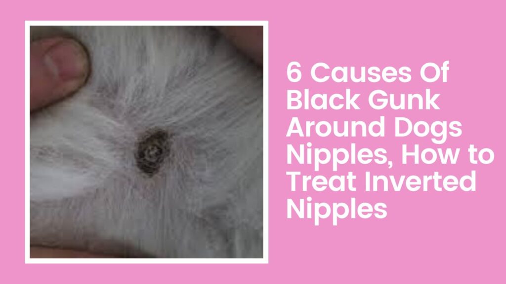 Black Gunk Around Dogs Nipples