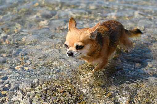 Can chihuahuas swim