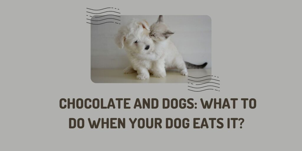 What Should You Do If Your Dog Eats Nutella?