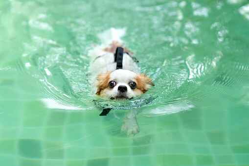 DO chihuahuas likes to swim