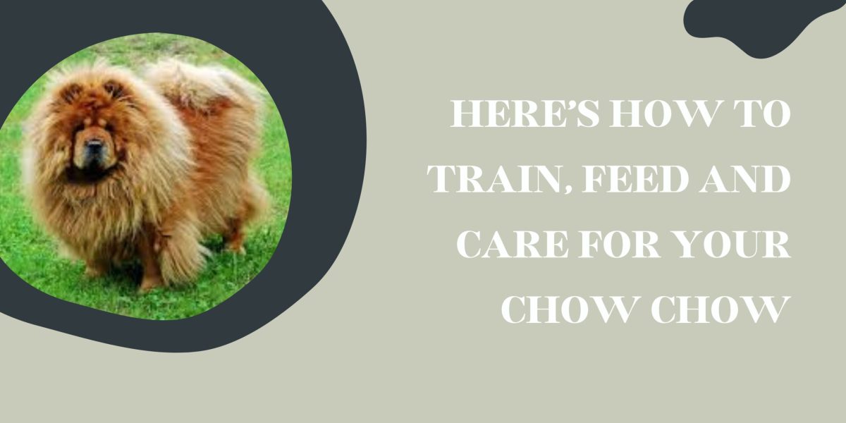 Are Chow Chows Kid Friendly? 4 things to Know About Chow Chows