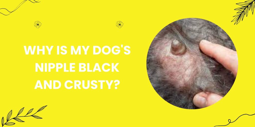 Why is my dog’s nipple black and crusty?