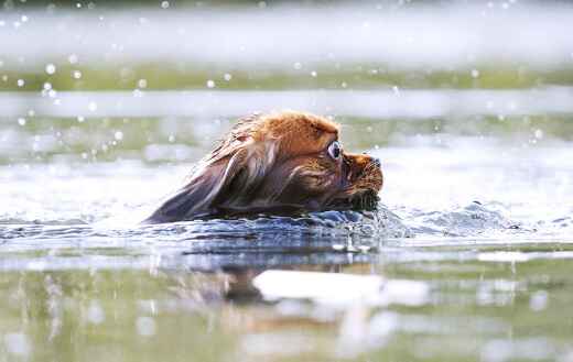 dogs naturally swim