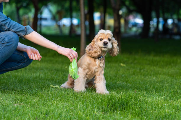 Why Dog refuses to Poop Outside